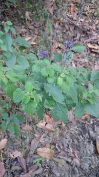 Image of Salvia urolepis Fernald