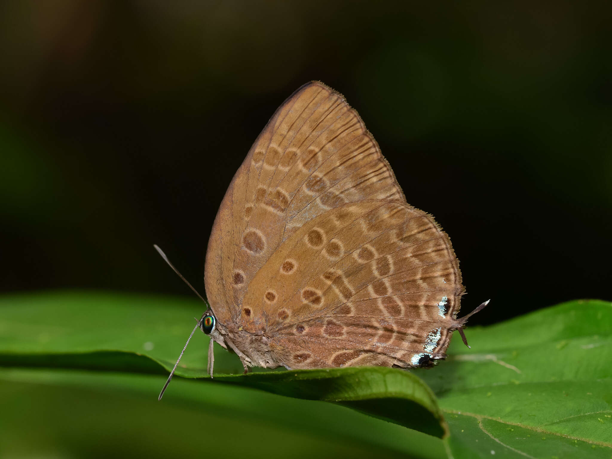 Image of Arhopala aedias (Hewitson 1862)