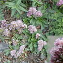 Limonium flexuosum (L.) Kuntze resmi