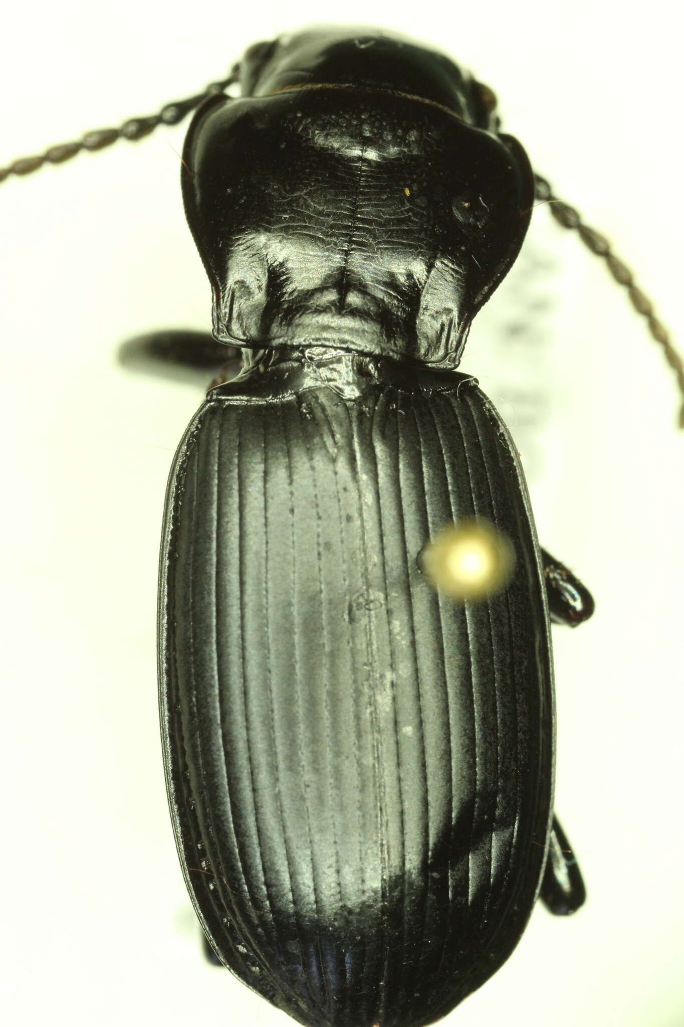 Image of Pterostichus (Hypherpes) lama (Ménétriés 1843)