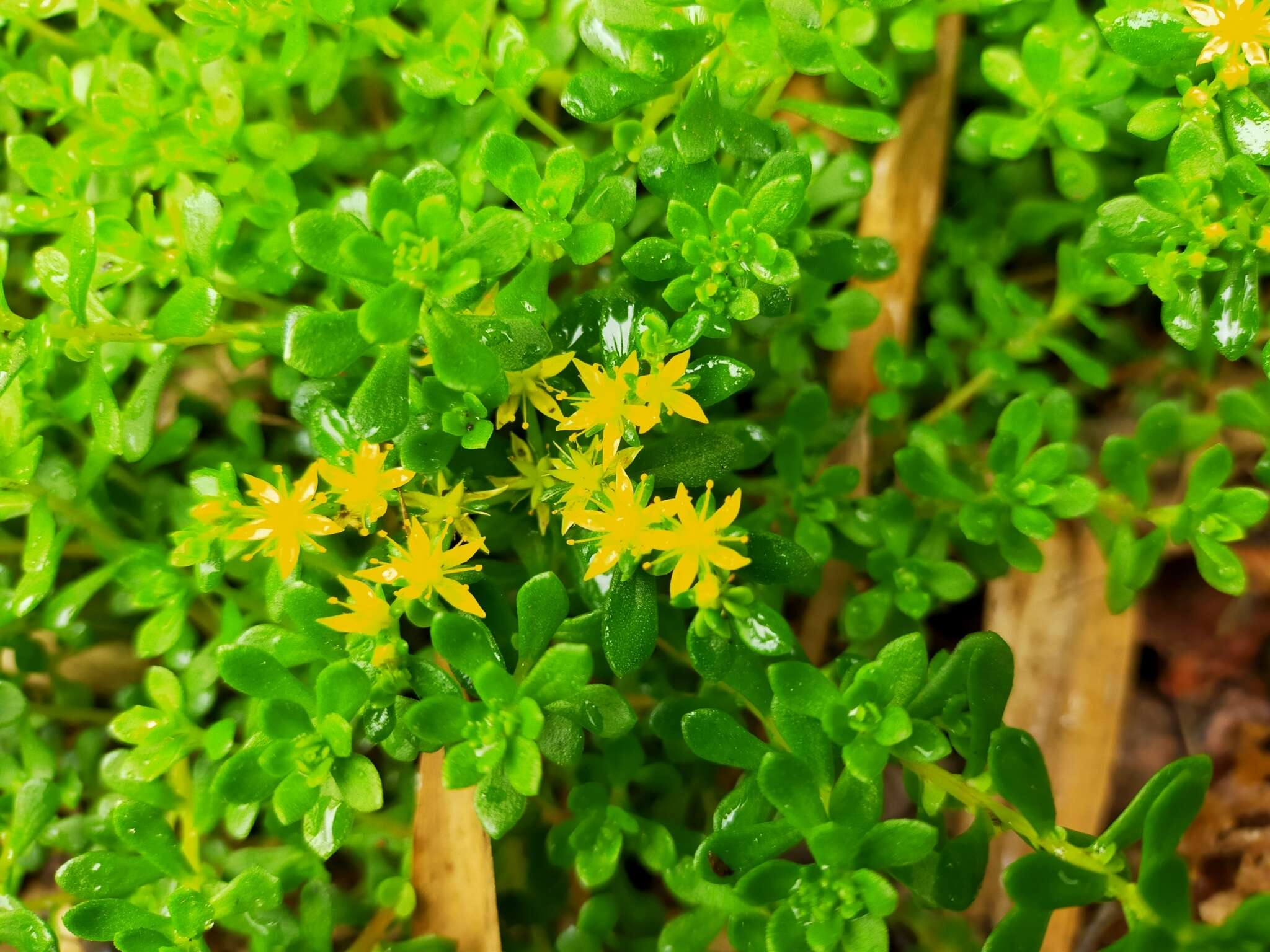 Sivun Sedum formosanum N. E. Br. kuva