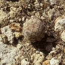 Image of Echinocereus schereri G. Frank