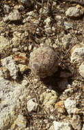 Image of Echinocereus schereri G. Frank