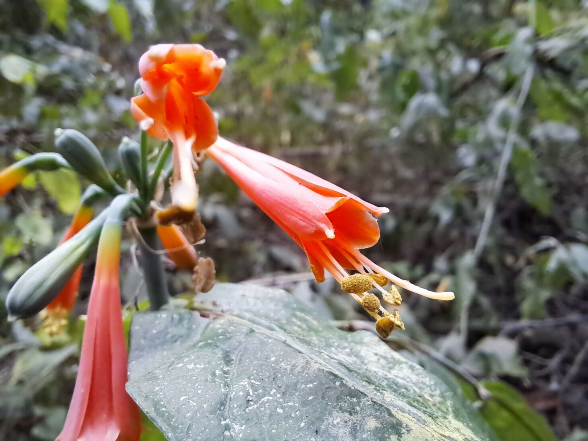 Image of Eucrosia stricklandii var. stricklandii