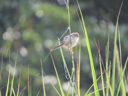 Image of Tawny-flanked Prinia