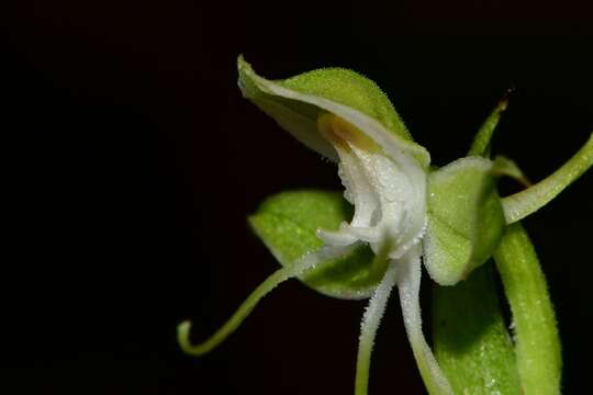 Image of Habenaria crassicornis Lindl.