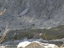 Image of Grey Wagtail