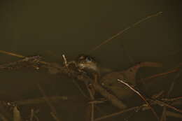 Image of Karez frog