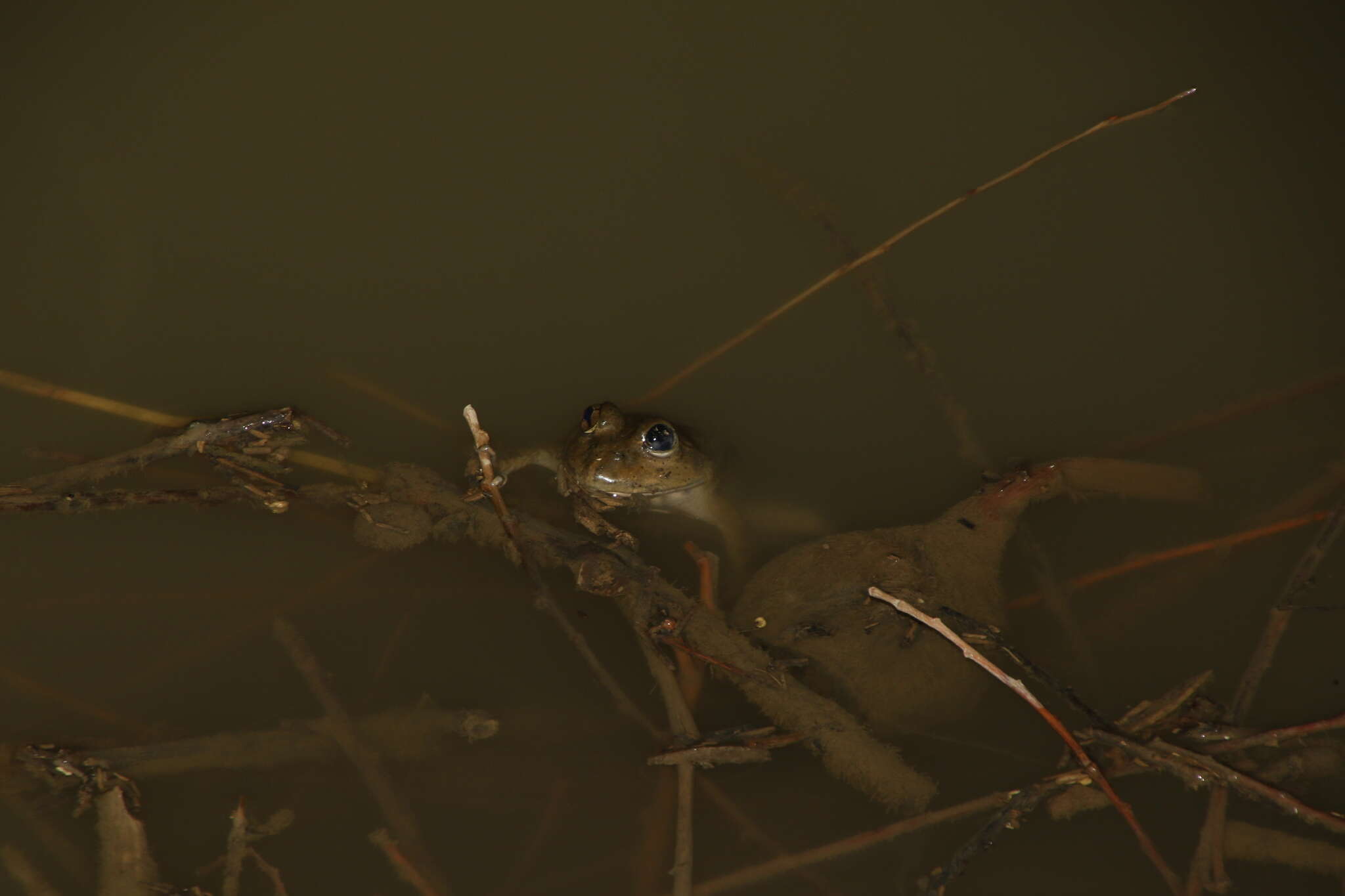 Image of Karez frog