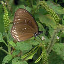 Image of <i>Euploea core godartii</i>