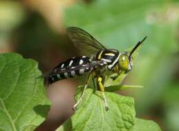 Imagem de Stictia maculata (Fabricius 1804)