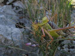 Image of Ephippiger diurnus Dufour 1841