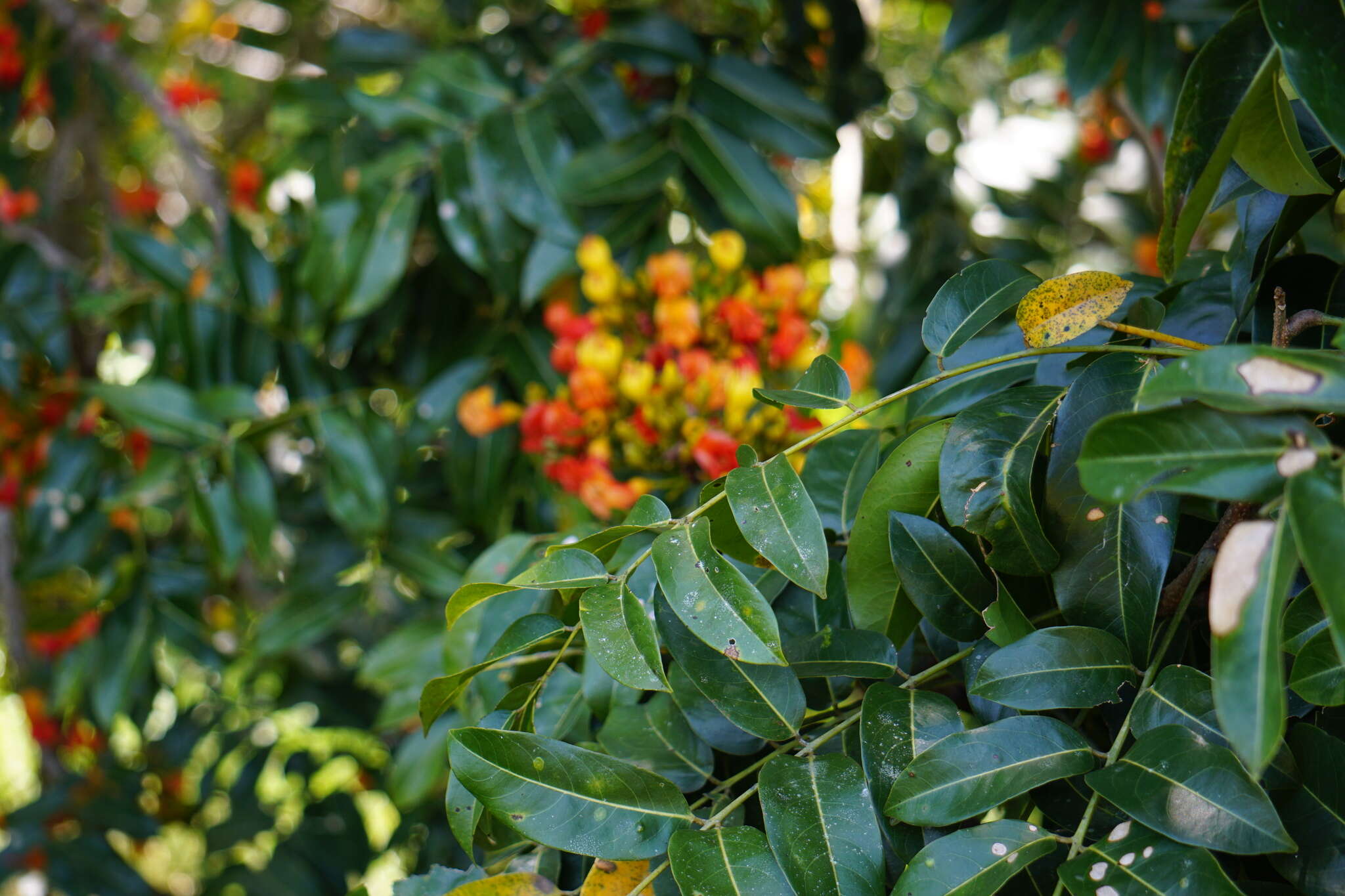 Image de Castanospermum