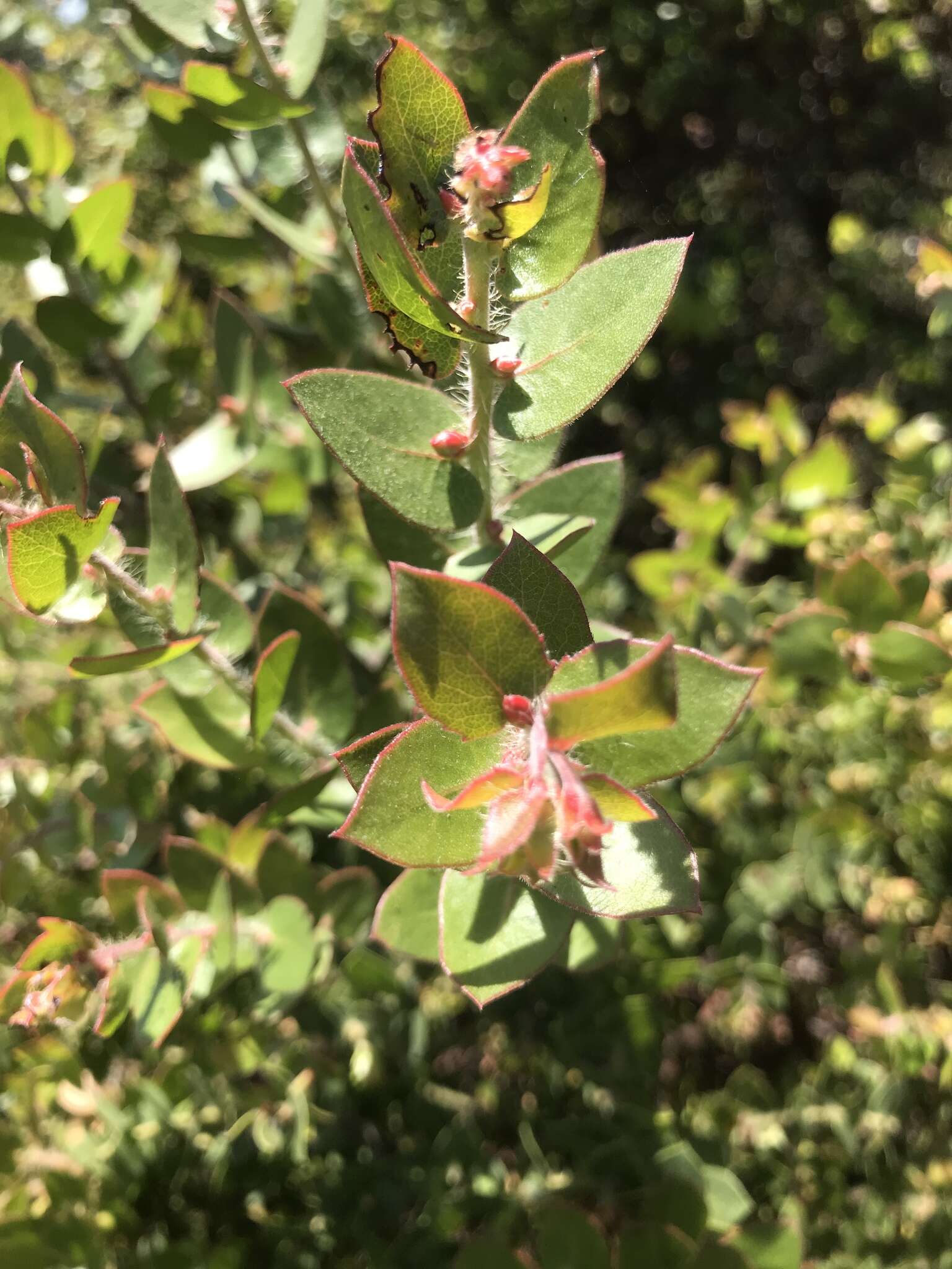 Image of Arctostaphylos purissima subsp. purissima