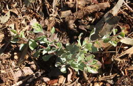 Imagem de Adenanthos cuneatus Labill.