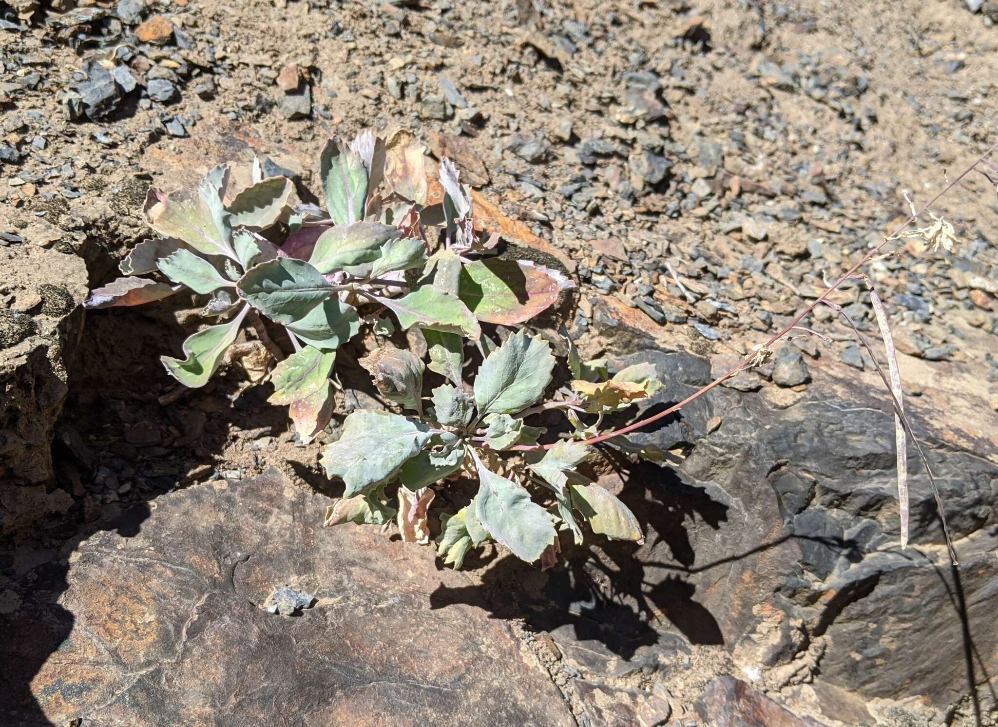 Plancia ëd Streptanthus fenestratus (Greene) J. T. Howell