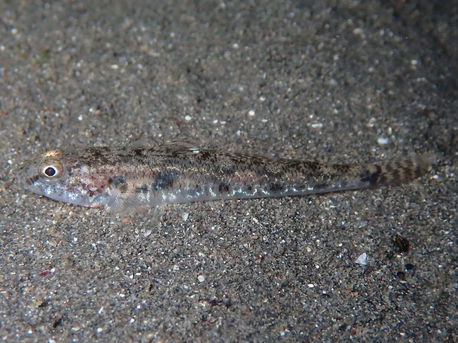 Image of Sand Goby