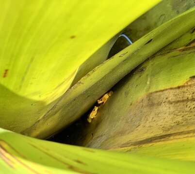 Image of Golden rocket frog