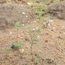 Image de Heliophila patens Oliv.