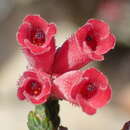 Image of Erica strigilifolia var. strigilifolia