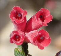 Image of Erica strigilifolia var. strigilifolia