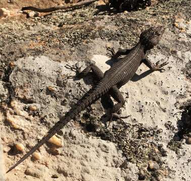 Image of False girdled lizards