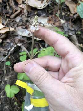 Image of heartleaf foamflower