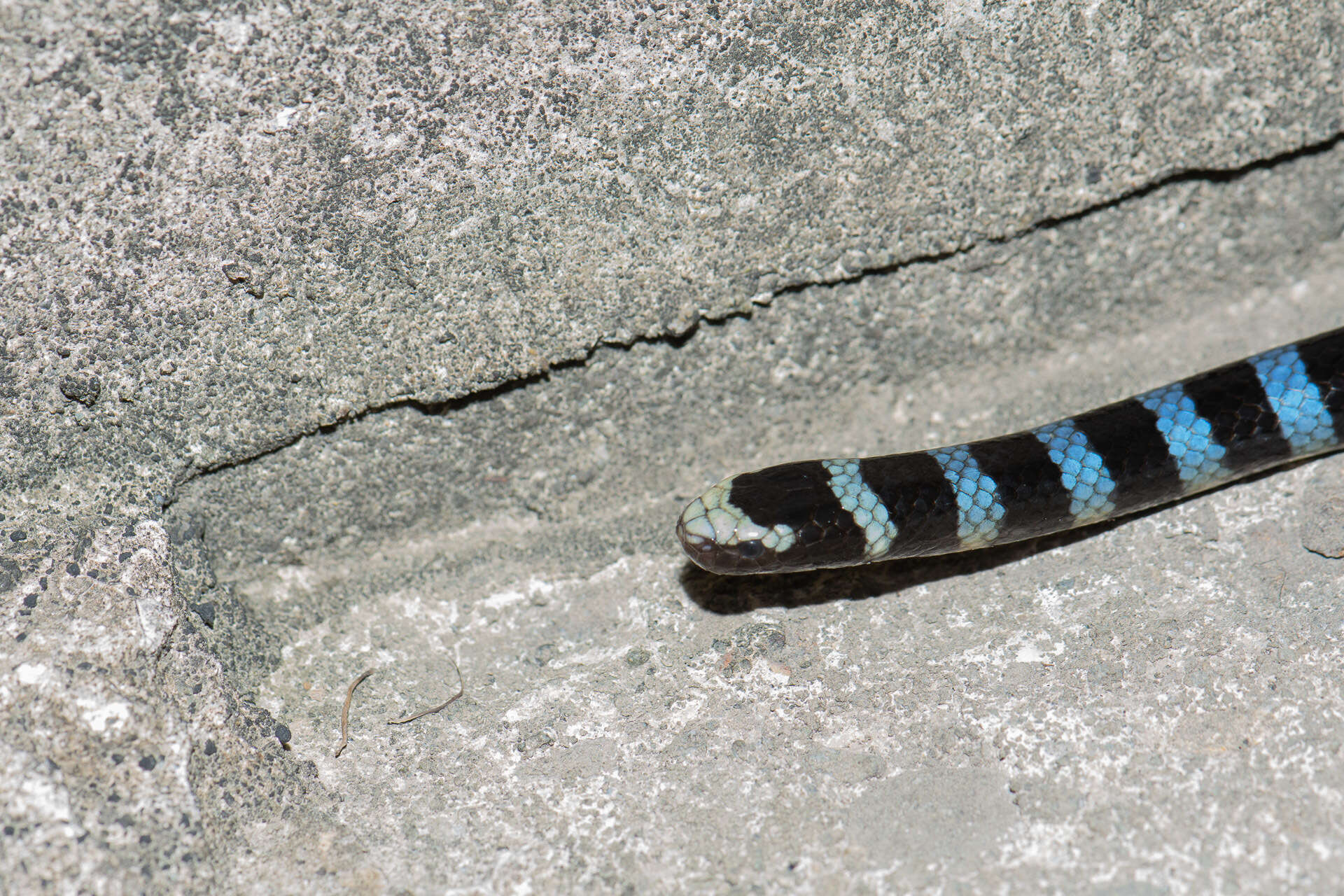 Image of Blackbanded Sea Krait