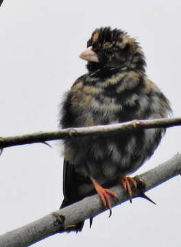 Image of Dusky Indigobird