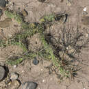 Image of Schott's Prickly-pear Cactus