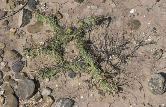 Image of Schott's Prickly-pear Cactus