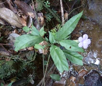 Image de Ruellia primuloides (T. Anders. ex Benth.) Heine