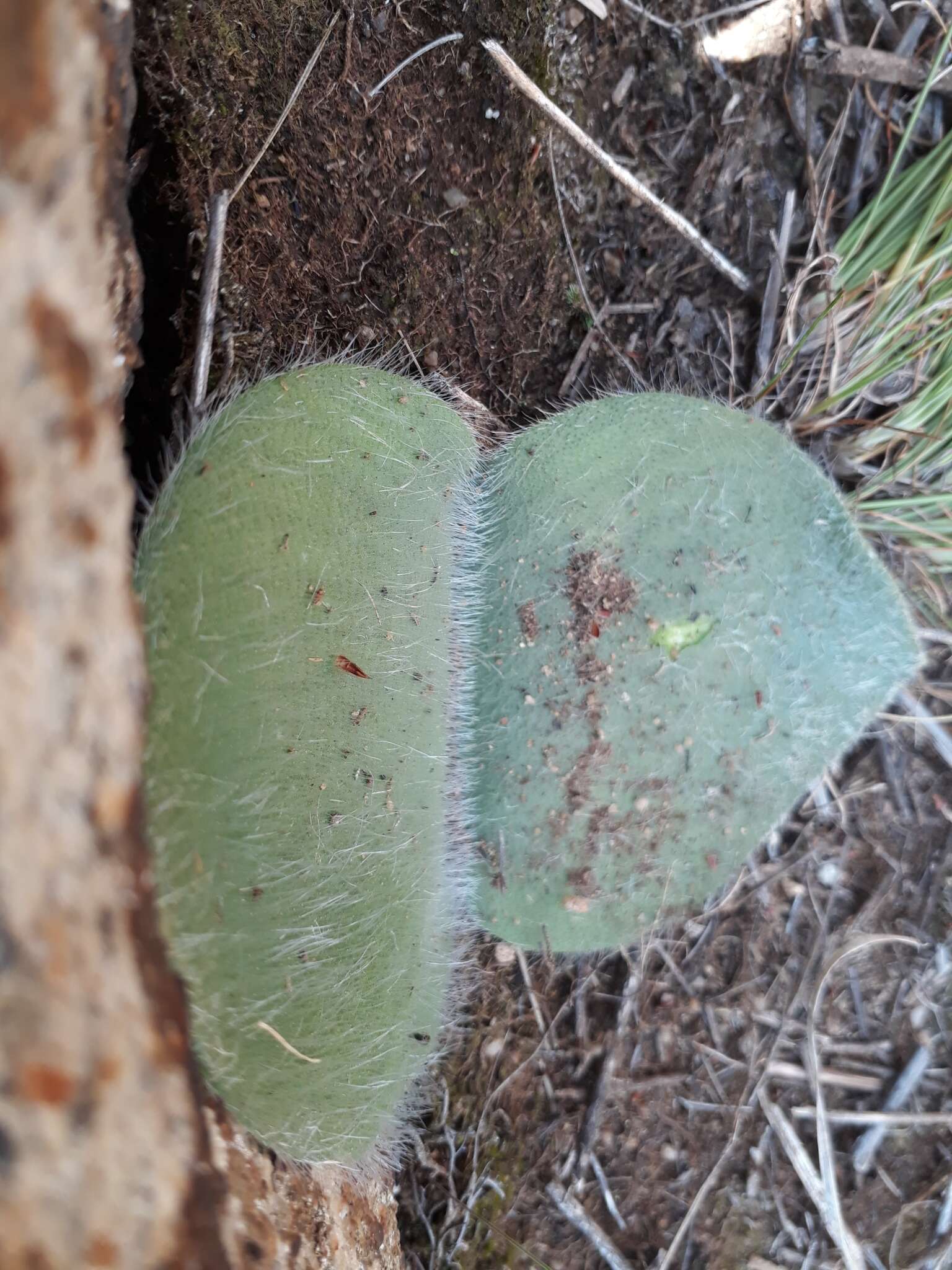 Imagem de Haemanthus humilis Jacq.