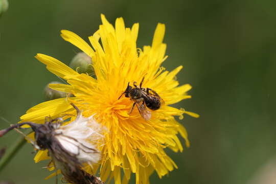 Image of Andrena chromotricha Cockerell 1899