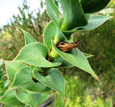 صورة Cliffortia denticulata (Weim.) C. Whitehouse