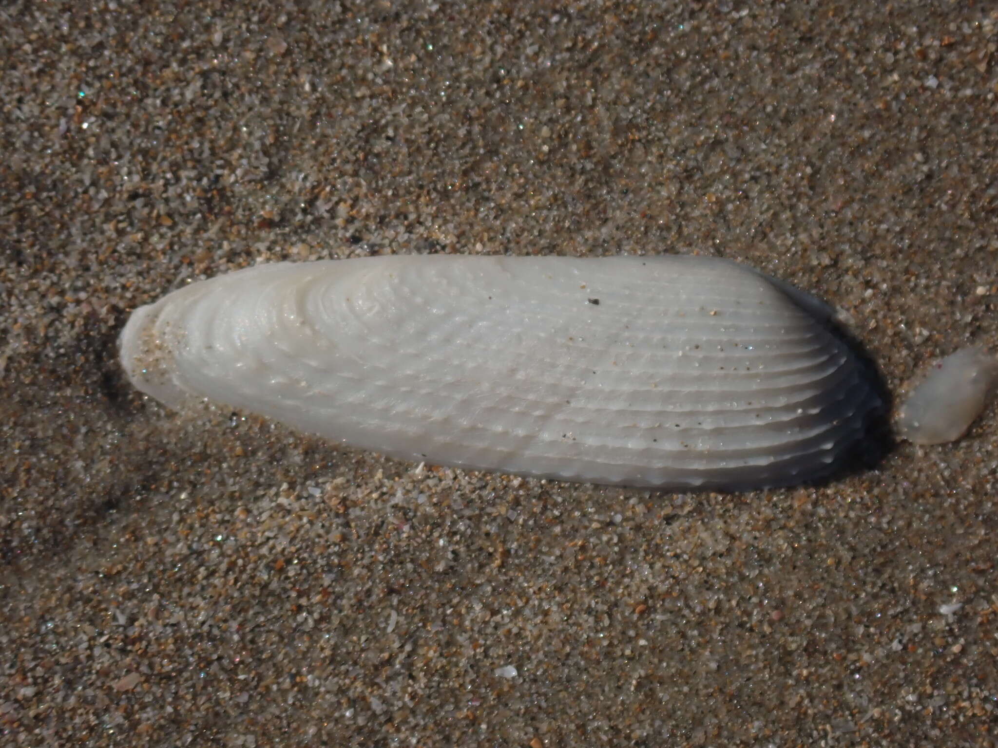 Image of Barnea australasiae (G. B. Sowerby II 1849)