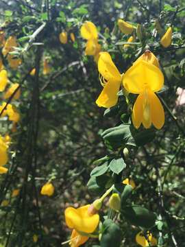 Image of French broom