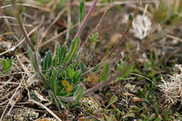 Image of Buckler Mustard