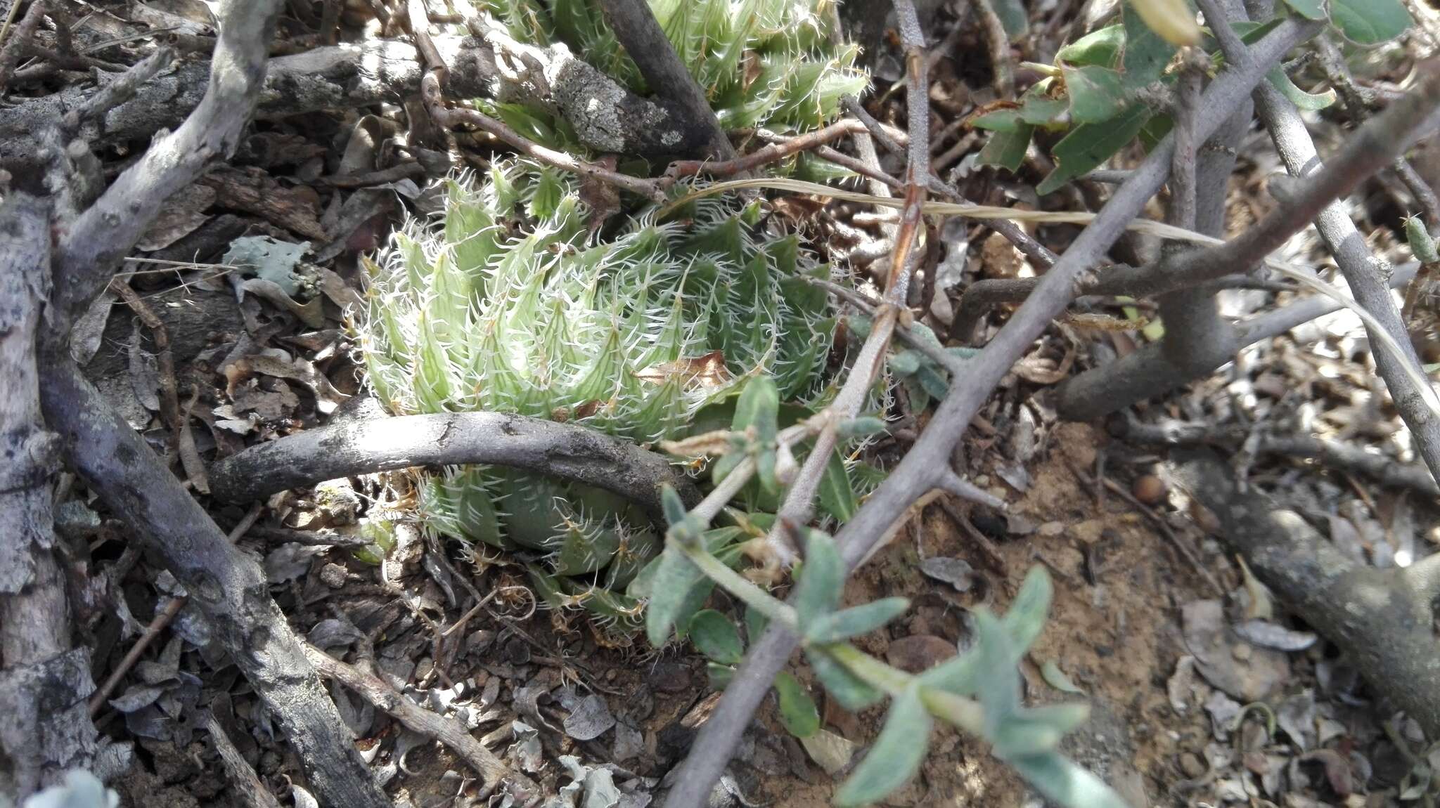 Image of Haworthia decipiens var. virella M. B. Bayer