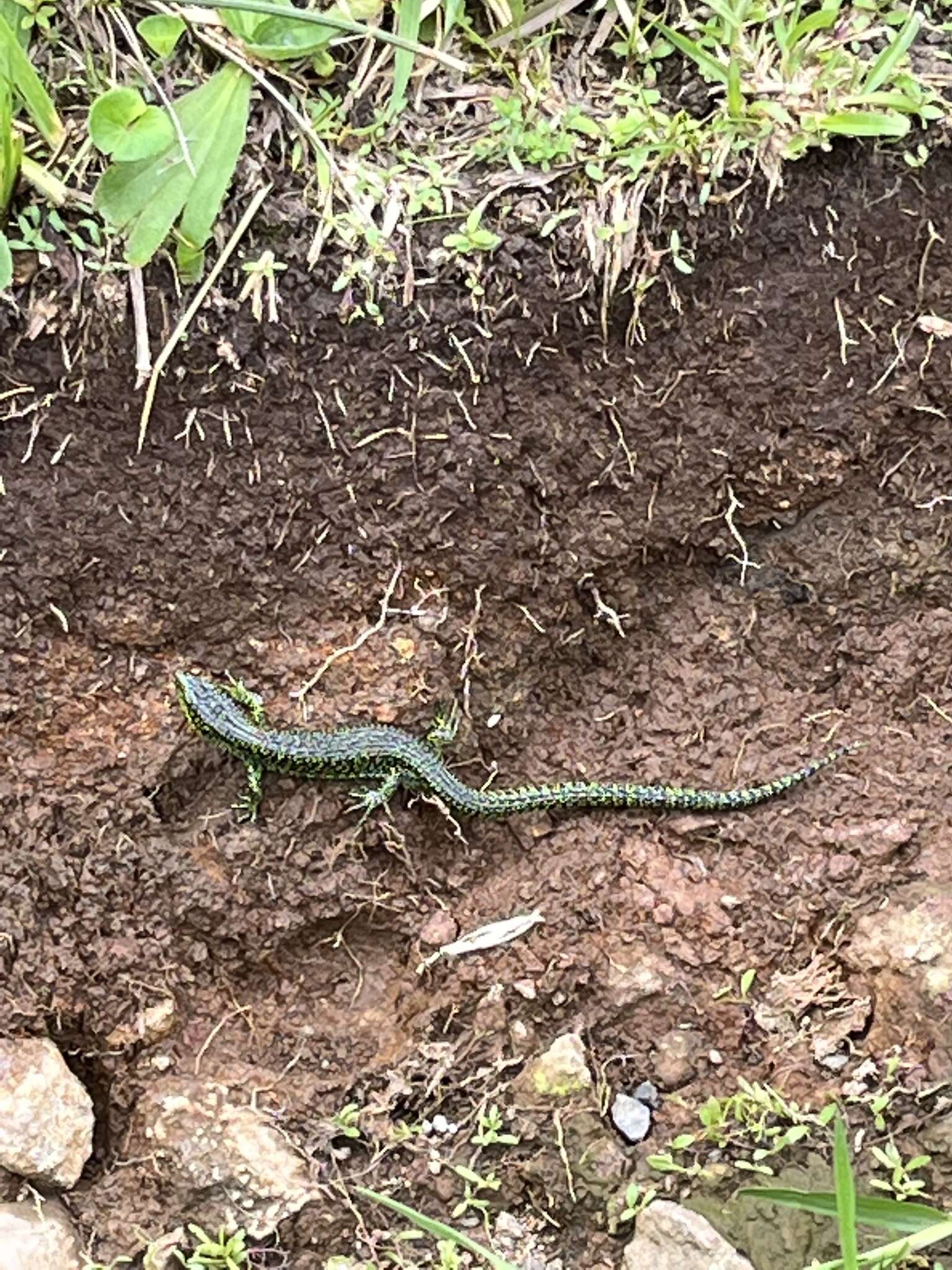 Слика од Abronia monticola (Cope 1878)