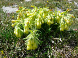 صورة Onosma tricerosperma Lag.