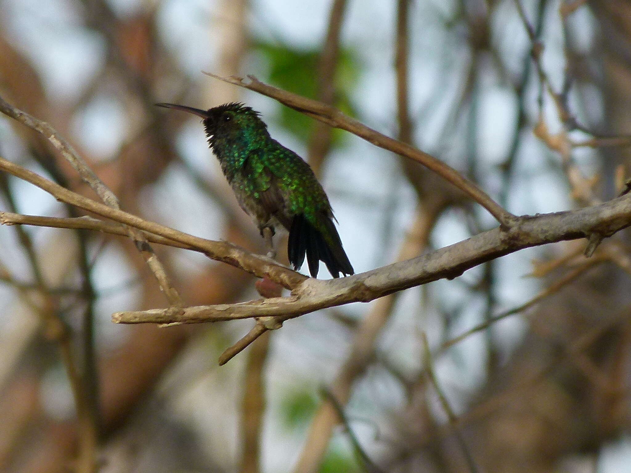 Chlorostilbon gibsoni (Fraser 1840) resmi