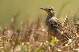 Plancia ëd Macronyx capensis capensis (Linnaeus 1766)