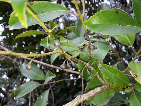 Imagem de Melicytus macrophyllus A. Cunn.