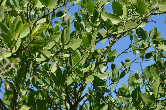 Image of Anisocapparis Cornejo & Iltis 2008