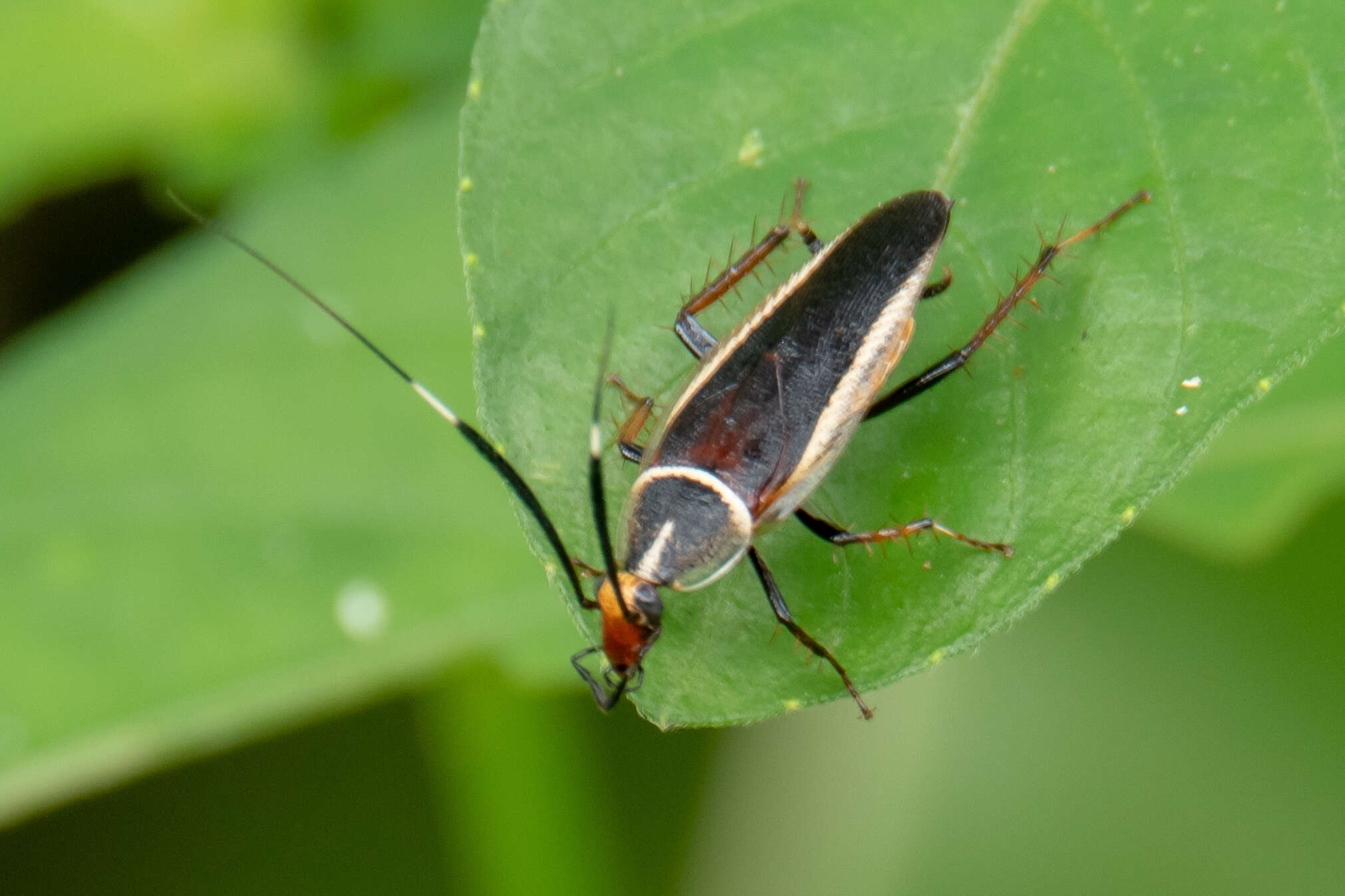 Image of Hemithyrsocera histrio (Burmeister 1838)