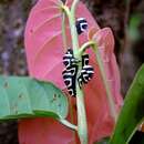 Image of Membracis flava Richter