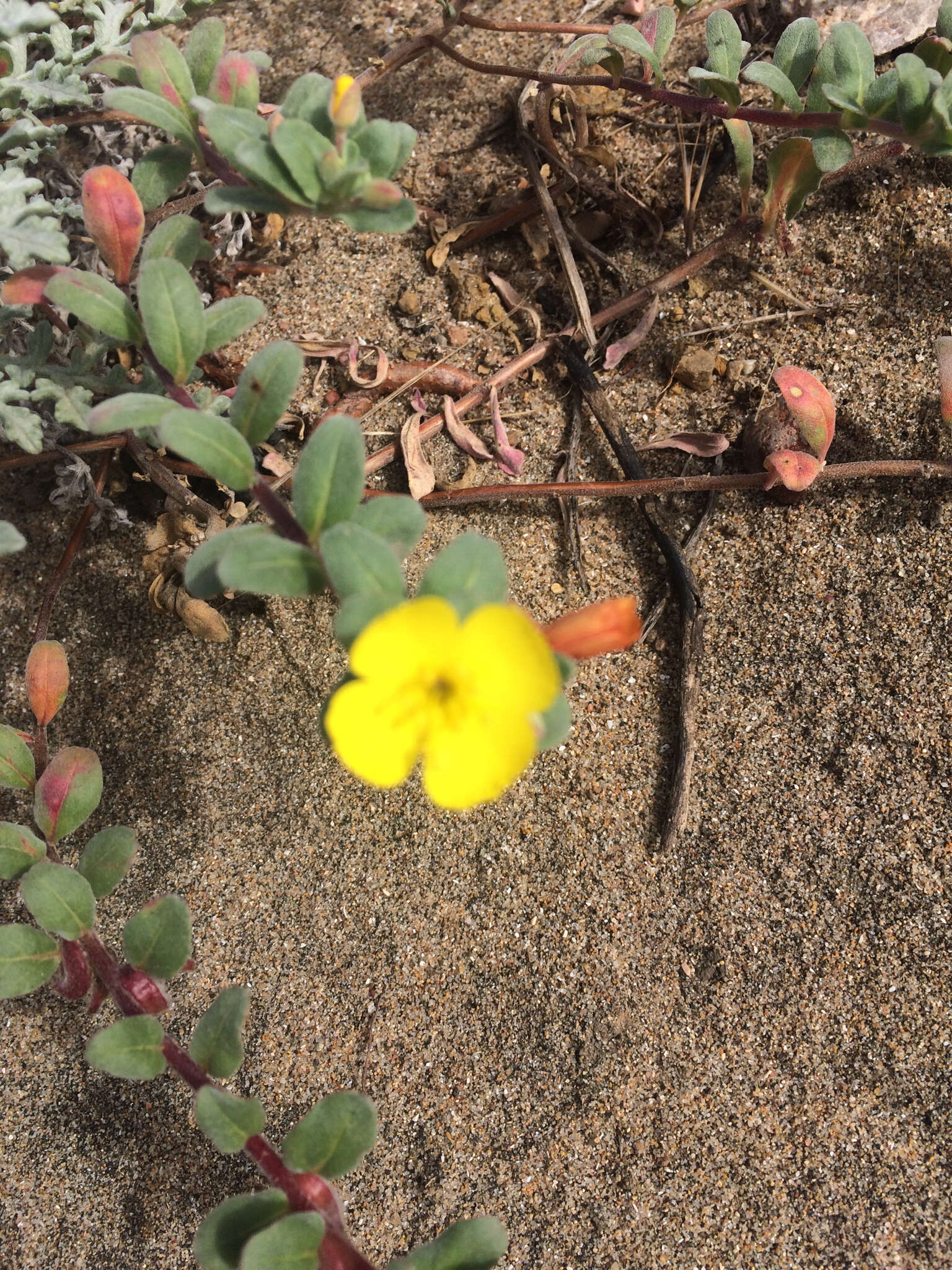 Image of beach suncup