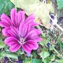 Image of Malva sylvestris var. mauritiana (L.) Boiss.