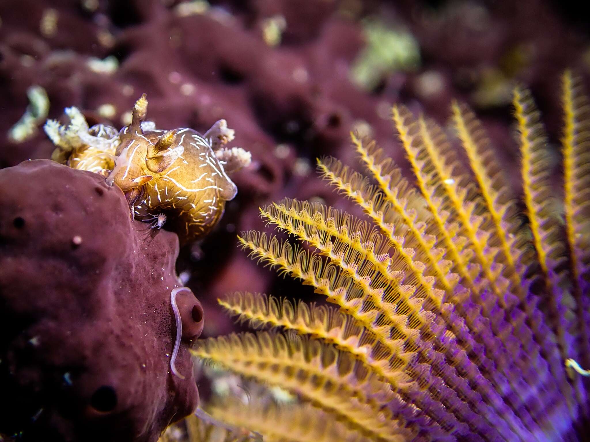 Image of Trapania cirrita Gosliner & Fahey 2008